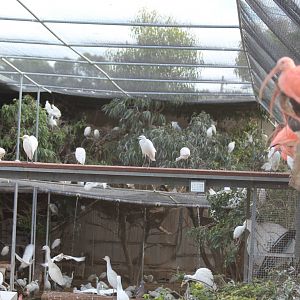 Bird Park Malta - Main Aviary