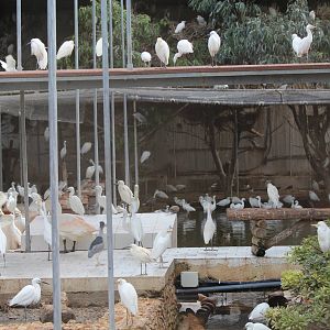 Bird Park Malta - Main Aviary