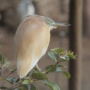 Bird Park Malta - Squacco Heron
