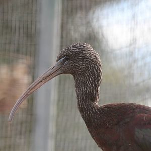 Bird Park Malta - Glossy Ibis