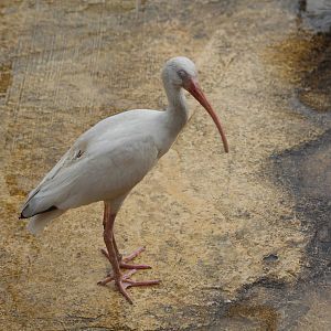Bird Park Malta - American White Ibis