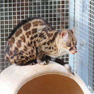 Bird Park Malta - Rusty-Spotted Genet