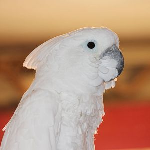 cockatoo