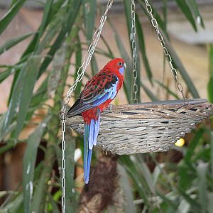 crimson rosella