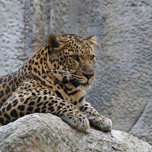 Leopard