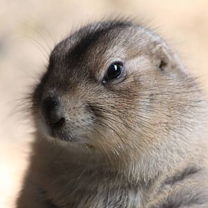 black-tailed prairiedog