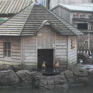 Duck House 4th January 2013