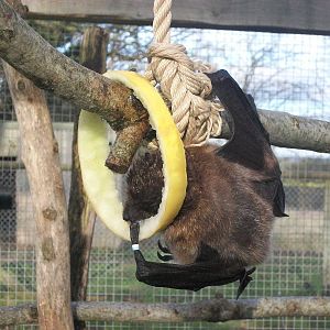 Rodrigues Fruit Bat 4th January 2013