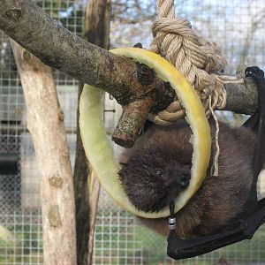 Rodrigues Fruit Bat 4th January 2013