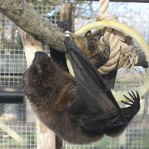 Rodrigues Fruit Bat 4th January 2013