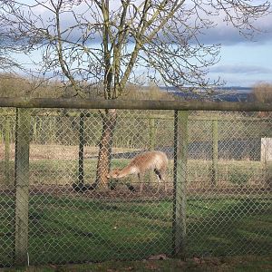 Vicuna 4th January 2013