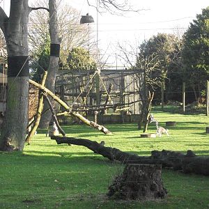 Lemur exhibit 4th January 2013