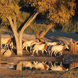 oryx herd in golden light