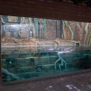 python exhibit underwater viewing