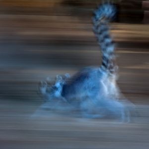 speedy lemur