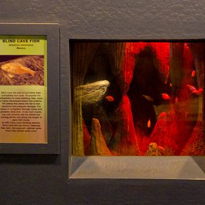 blind cave fish exhibit