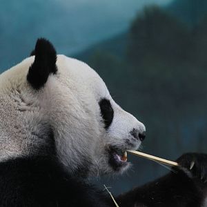 Giant Pandas