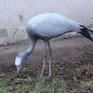 Anthropoides paradisea