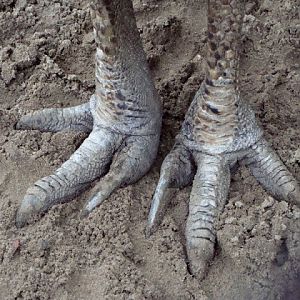 "Feet" - Casuarius casuarius