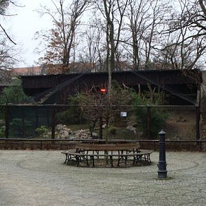 Aviary - Urocissa erythrorhyncha