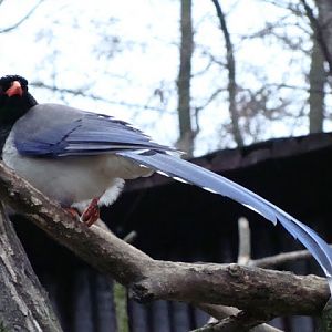 Urocissa erythrorhyncha