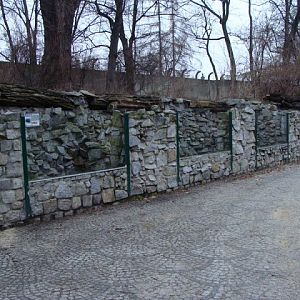 Paddock - Hystrix indica