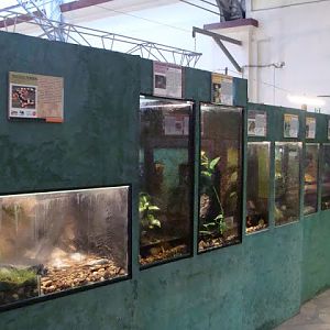 Terrariums of amphibians