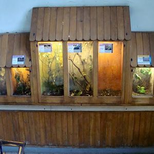 Terrariums of stick insects