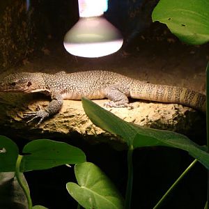 Varanus indicus
