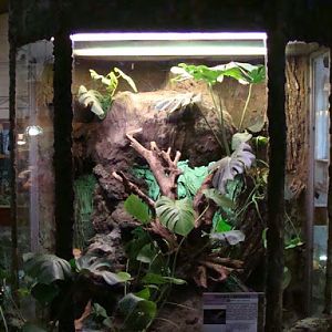Terrarium - Varanus timorensis