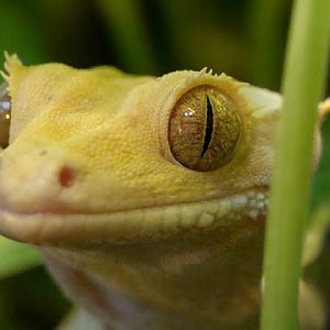 Rhacodactylus ciliatus