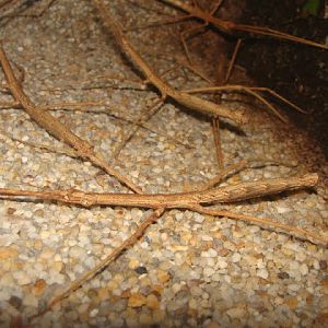 Parapachymorpha zomproi