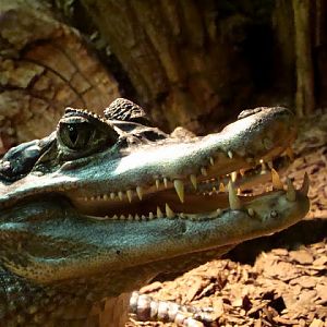 Caiman crocodilus