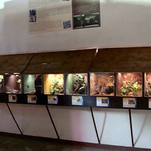 Terrariums of arachnids