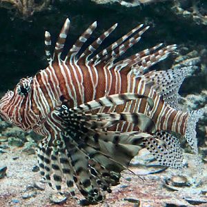Pterois volitans