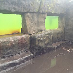 Sealion underwater viewing 3/1/13