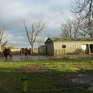 Camel exhibit 4th January 2013