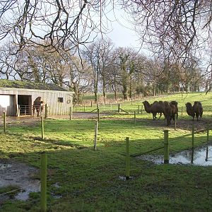 Camel exhibit 4th January 2013