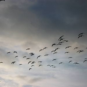 Barnacle Geese 4th January 2013