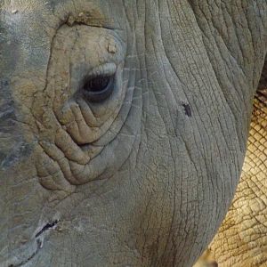 Colchester Zoo 04/01/13