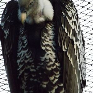 Colchester Zoo 04/01/13