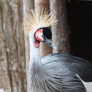 crowned crane