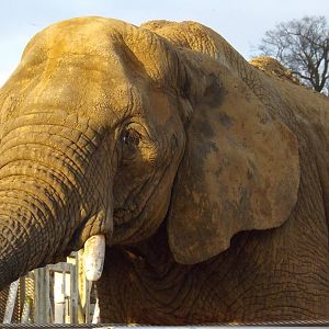 Colchester Zoo 04/01/13