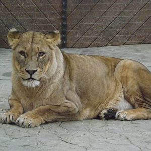 Colchester Zoo 04/01/13