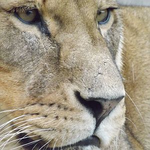 Colchester Zoo 04/01/13