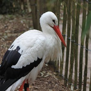 european white stork