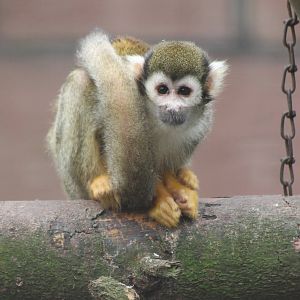 squirrel monkey