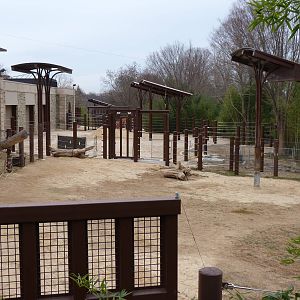 Elephant Exhibit - 1/1/2013