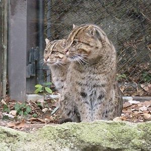 Fishing Cats Reunited - Asia Traial