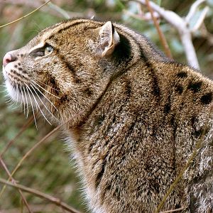 Lek, male fishing cat